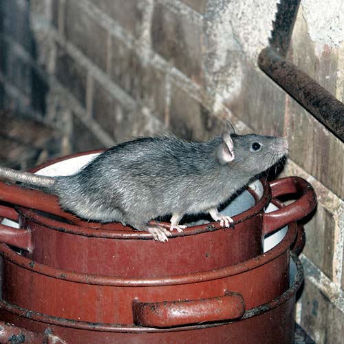 rodent proofing & control