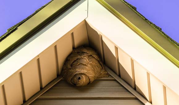 wasp pest in attic